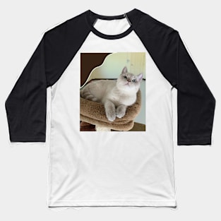 The angry cute cats Baseball T-Shirt